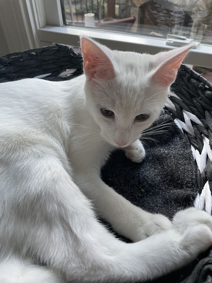 Chilling In His Bowl