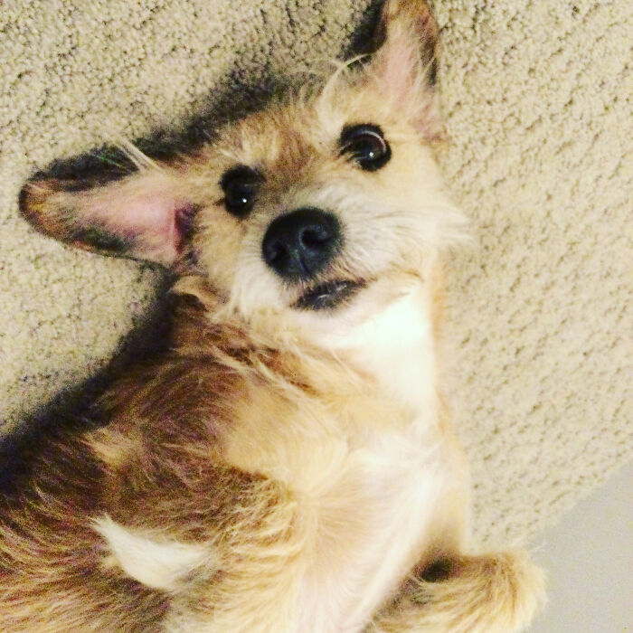 Doing Me A Corgi Improvisation Rollie-Pollie-Ing On The Carpet