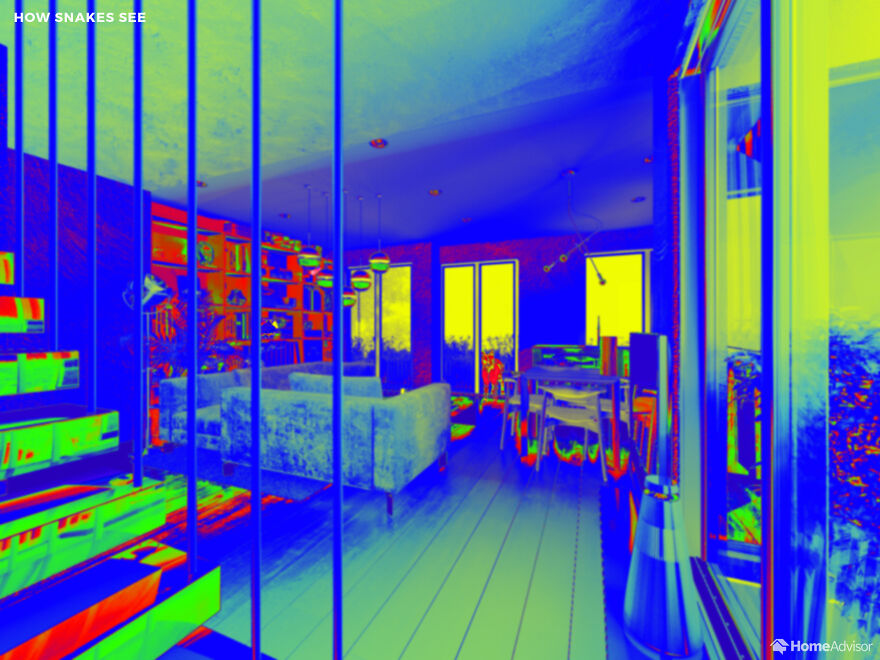 Here's How These 7 Pets See The World Around Them Here's How These 7 Pets See The World Around Them