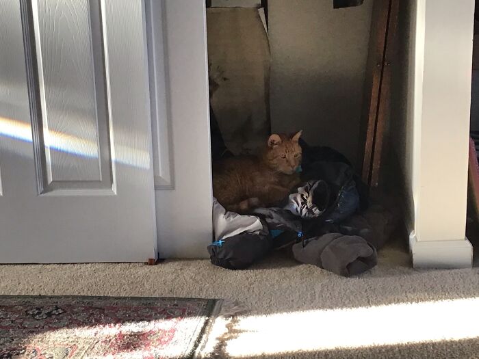 His Favorite Place To Lay Is Our Pile Of Coats In The Closet...