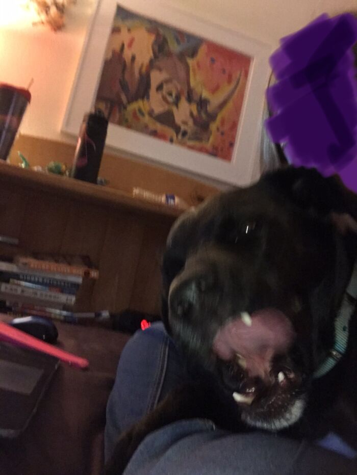 Thank You Odie For The Lovely Picture...🙄