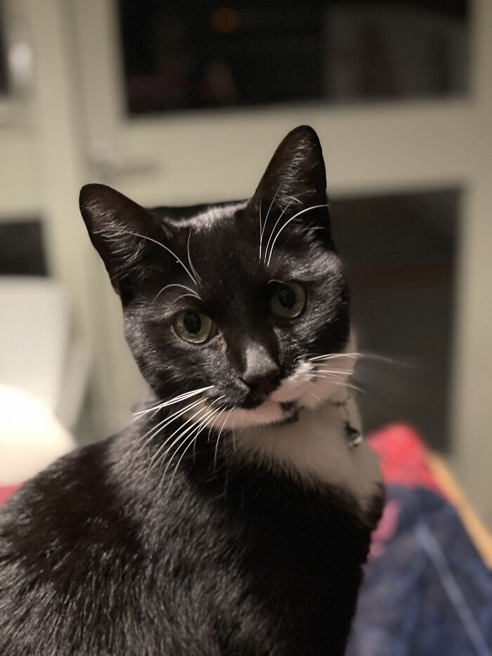 Cat Brings Its Parents A Note From The Neighbors He Visits, They Become Pen Pals With The Cat As Their Postman Cat Brings Its Parents A Note From The Neighbors He Visits, They Become Pen Pals With The Cat As Their Postman