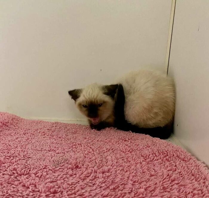 Giant Lab Befriends Distressed Siamese Kitten, Helps It Calm Down And Adapt To Its New Forever Home
