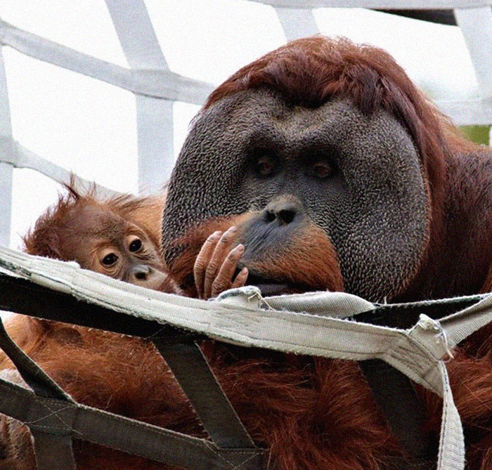 Very Uncommon In The Wild: Male Orangutan Steps Up To Take Care Of His Daughter After Mom's Death