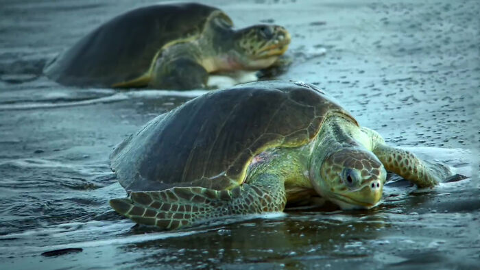 428K People Are Fascinated By This Robot Turtle Video Capturing 20,000 Turtles Laying Eggs In Costa Rica 428K People Are Fascinated By This Robot Turtle Video Capturing 20,000 Turtles Laying Eggs In Costa Rica