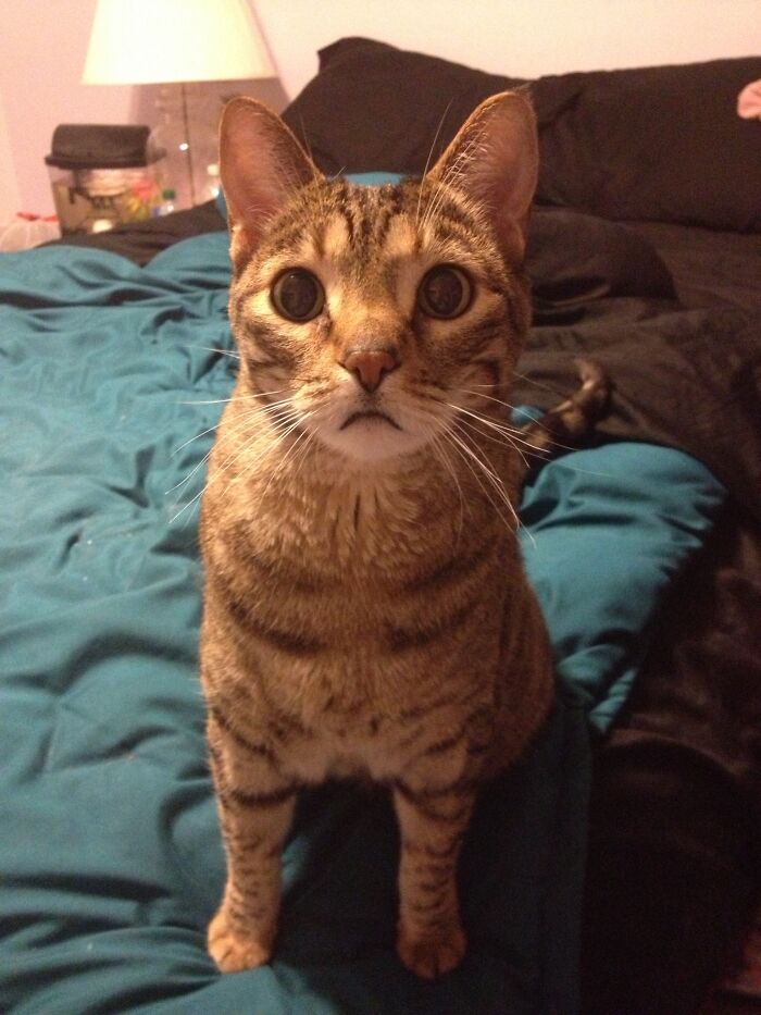 “He’ll Cry And Complain For Hours”: 18-Year-Old Cat Cries If His Sweater Is Taken Off