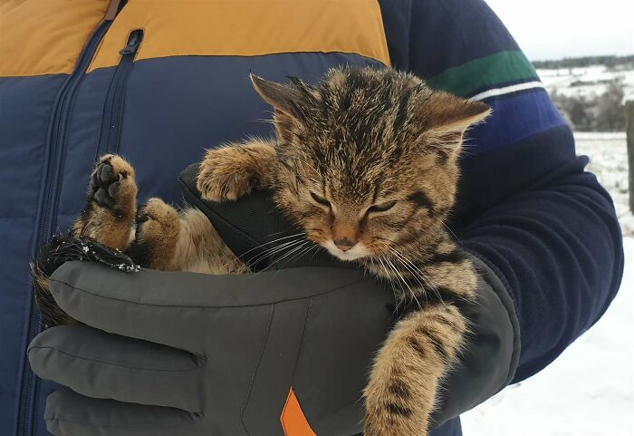 2 Friends Find A Cat Buried In The Snow, Only To Discover It Was One Of The Most Endangered Mammals In Europe 2 Friends Find A Cat Buried In The Snow, Only To Discover It Was One Of The Most Endangered Mammals In Europe