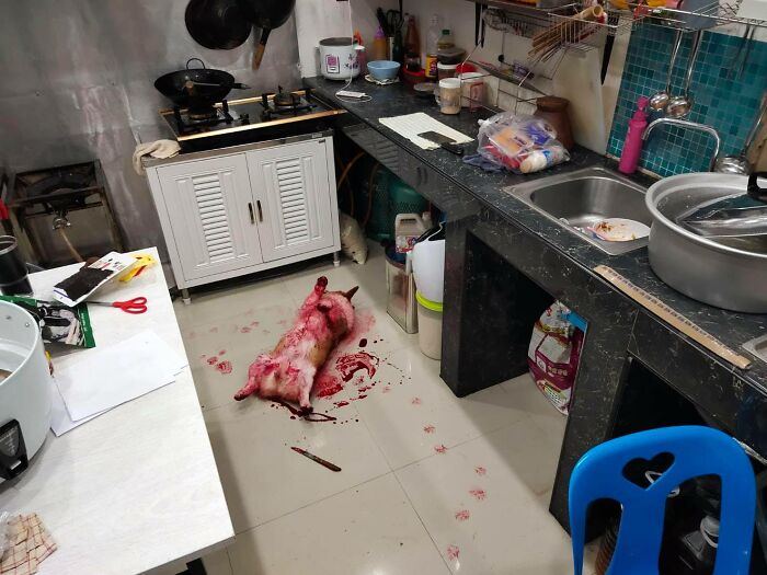 Corgi Gives His Owners And The Entire Internet A Mini Heart Attack After He Rolls Around In Red Syrup And Rests In The Mess Corgi Gives His Owners And The Entire Internet A Mini Heart Attack After He Rolls Around In Red Syrup And Rests In The Mess