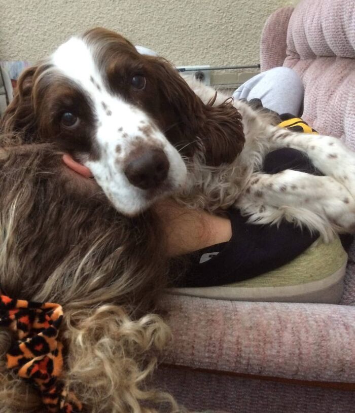 Adopted Dog Is Too Old And Sick To Sleep Upstairs, Family Takes Turns Sleeping With Him On the Couch Every Night Adopted Dog Is Too Old And Sick To Sleep Upstairs, Family Takes Turns Sleeping With Him On the Couch Every Night