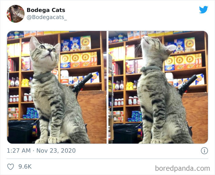Shop-Bodega-Cats
