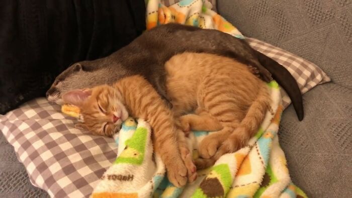 Pet Otter Cuddles Up To A Kitten As They Go To Sleep And 8M People On YouTube Are Captivated Pet Otter Cuddles Up To A Kitten As They Go To Sleep And 8M People On YouTube Are Captivated