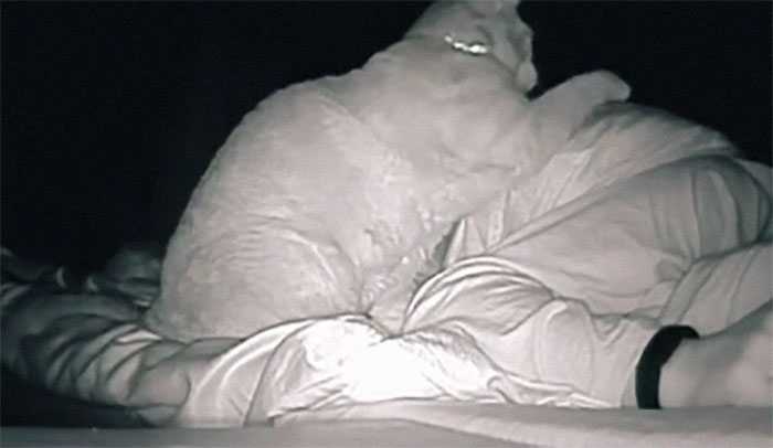 Woman Says She Always Wakes Up Tired, Sets Up A Camera To Witness Her Cat Constantly Tapping Her Body For 4 Hours Straight Woman Says She Always Wakes Up Tired, Sets Up A Camera To Witness Her Cat Constantly Tapping Her Body For 4 Hours Straight