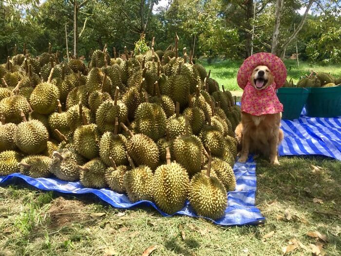 Golden Retriever Named Jubjib Is A ‘Durian Harvester’ Who Has Been Adorably Posing For Family Harvest Pics Since 2014 Golden Retriever Named Jubjib Is A ‘Durian Harvester’ Who Has Been Adorably Posing For Family Harvest Pics Since 2014