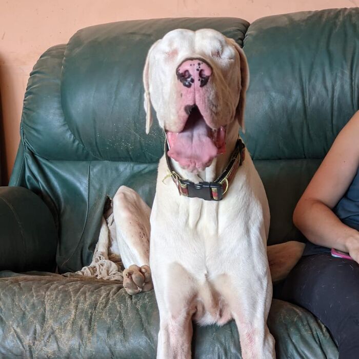 Dogs-Pretty-Eyes-Challenge-Facebook