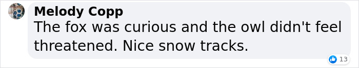 The Curious Incident Between An Owl And A Fox In The Night-Time Captured On Camera