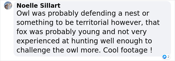 The Curious Incident Between An Owl And A Fox In The Night-Time Captured On Camera