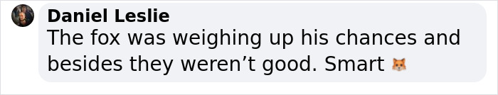 The Curious Incident Between An Owl And A Fox In The Night-Time Captured On Camera