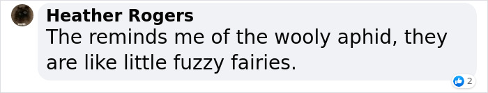 Photographer Happens Across A Bug That Looks Like A Piece Of Popcorn With Tiny Legs