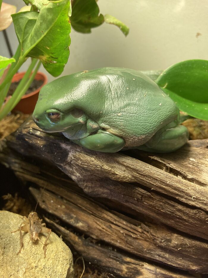 Flower The Australian Green Tree Frog
