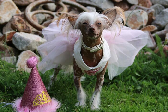Our Chinese Crested Dog Cruella, With Her Usual Smirk.