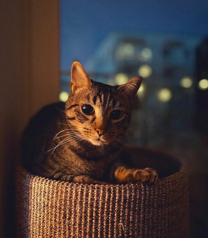 Love My Catto Le Fiji