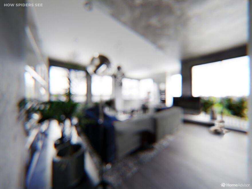 Here's How These 7 Pets See The World Around Them Here's How These 7 Pets See The World Around Them