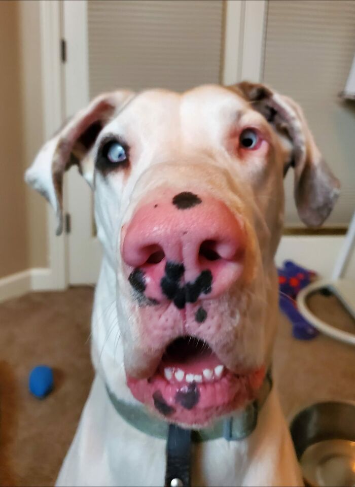 Dogs-Pretty-Eyes-Challenge-Facebook