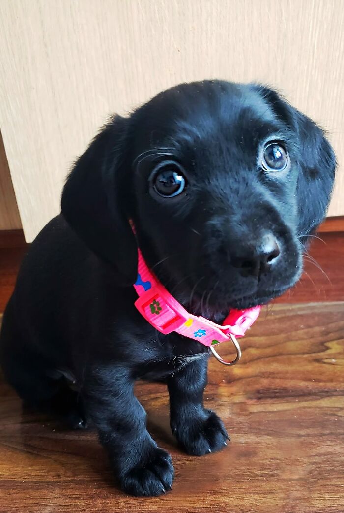 Dogs-Pretty-Eyes-Challenge-Facebook