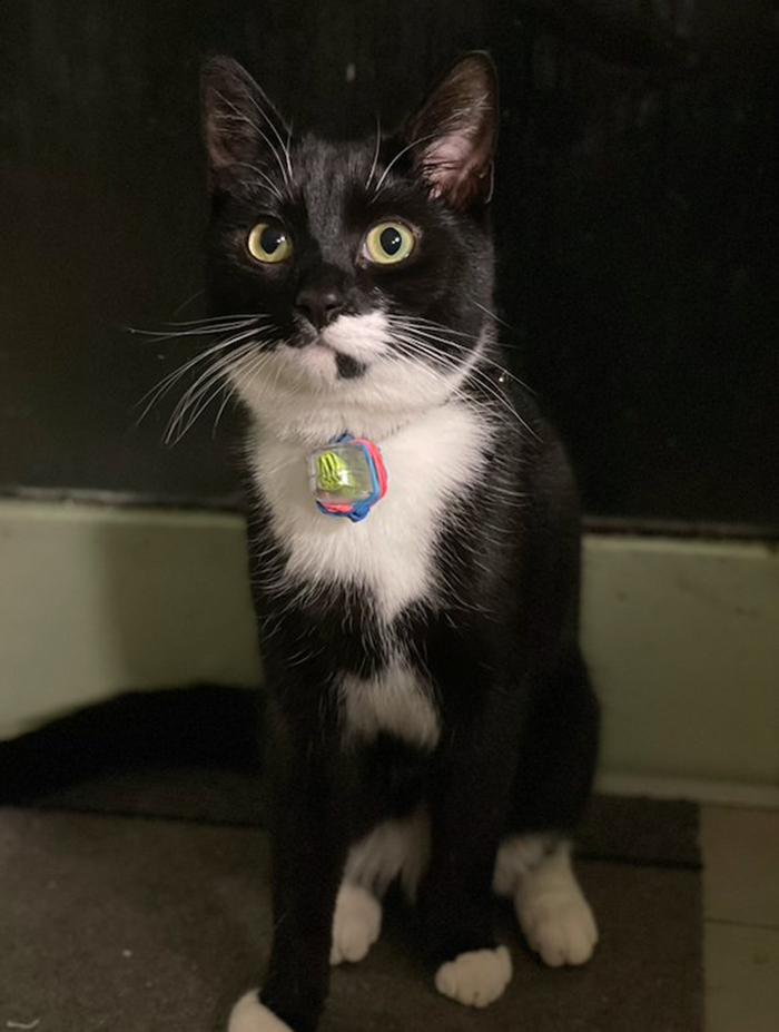 Cat Brings Its Parents A Note From The Neighbors He Visits, They Become Pen Pals With The Cat As Their Postman