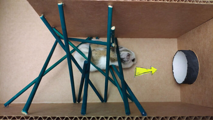 Person Shows Their Hamster Escaping A Prison In Amazing Obstacle Course Video, Captures The Hearts Of 55 Million People Person Shows Their Hamster Escaping A Prison In Amazing Obstacle Course Video, Captures The Hearts Of 55 Million People