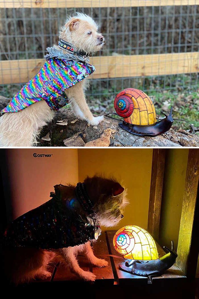 You Guys Ever Stumble Upon Something That Makes Your Breath Catch And Your Heart Stop For A Second? Something That You Think “Oh Boy If I Don’t Have That I Will Wither Away And Perish”? Well Those Were My Feelings When I Laid Eyes On This Beautiful Rainbow Stained Glass Snail Lamp. I Bought Him For $12 On Facebook Marketplace And I Named Him Snailvester Shellone