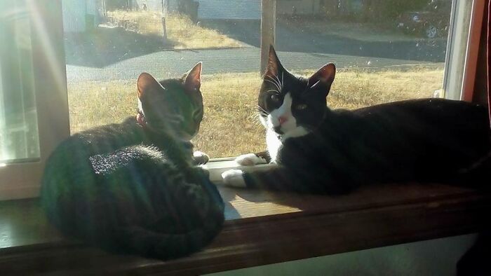 Athena (Tabby) & Nox (Tuxedo) - Adopted Them Three Months Apart Earlier This Year, And Every Day During The Summer This Is How They Spent Their Days