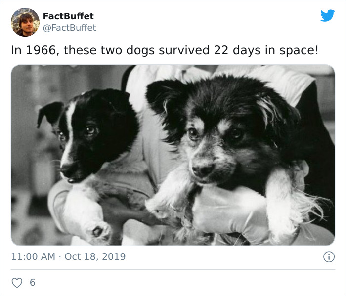 Bored Panda Gave A Huge Boost To My Twitter. That's A Fact.