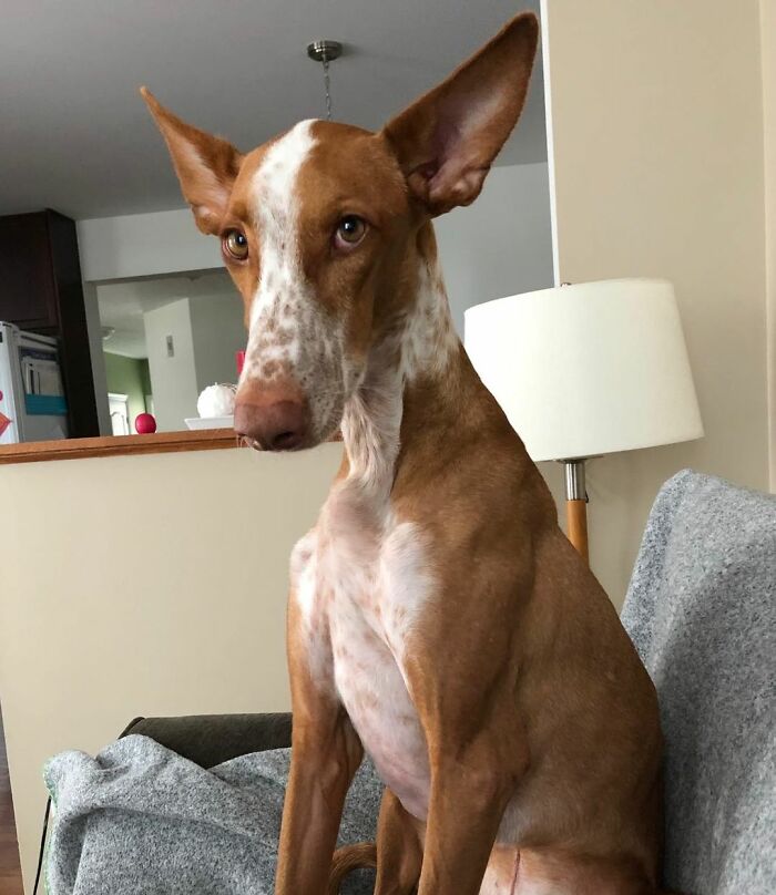 Dogs-Pretty-Eyes-Challenge-Facebook