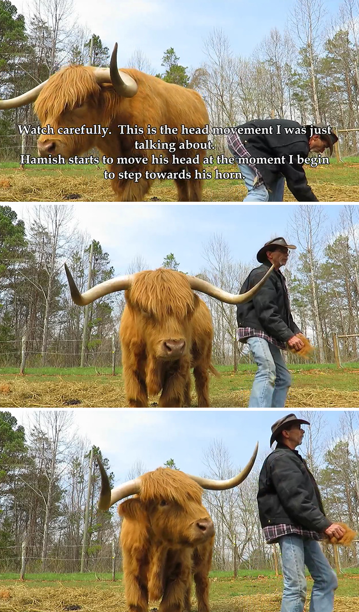 'If You're Being Poked, It's Intentional': Farmer's Video Where He Grooms A Long-Horned Scottish Highland Cow Goes Viral