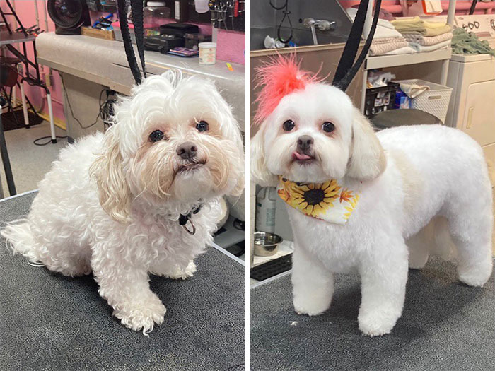 Lillie Groomed By Lauren