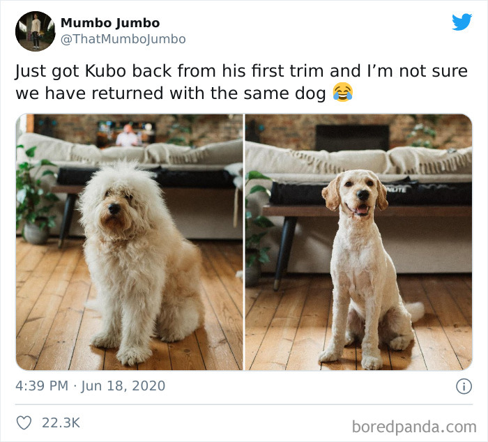 That's A Different Dog