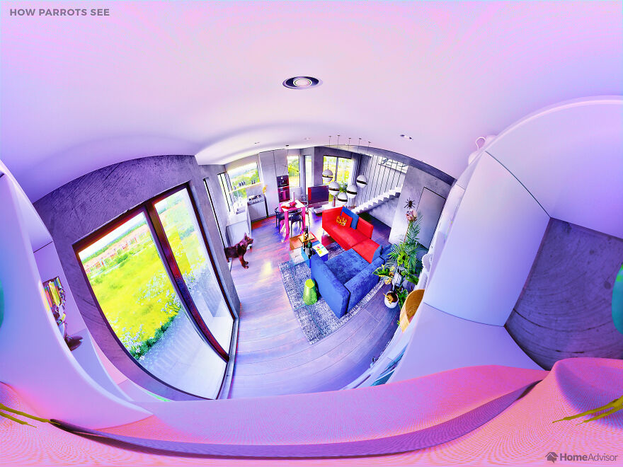 Here's How These 7 Pets See The World Around Them Here's How These 7 Pets See The World Around Them