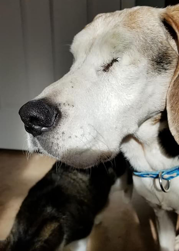 Dogs-Pretty-Eyes-Challenge-Facebook