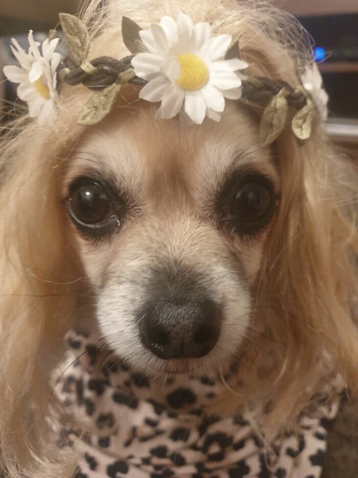 Dogs-Pretty-Eyes-Challenge-Facebook