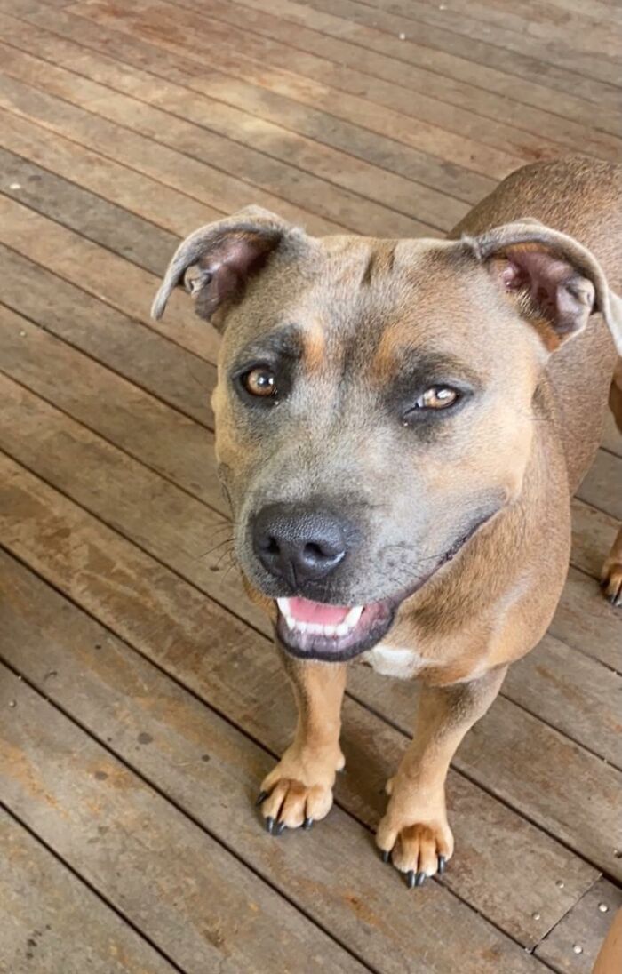 Dogs-Pretty-Eyes-Challenge-Facebook