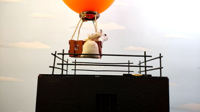 Person Shows Their Hamster Escaping A Prison In Amazing Obstacle Course Video, Captures The Hearts Of 55 Million People