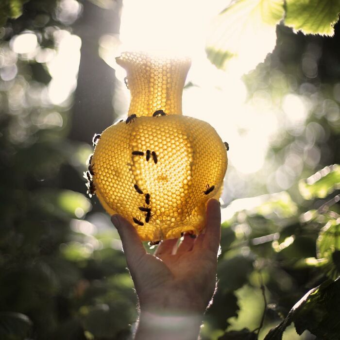 60,000 Bees Helped Create This Honeycomb Nefertiti Statue