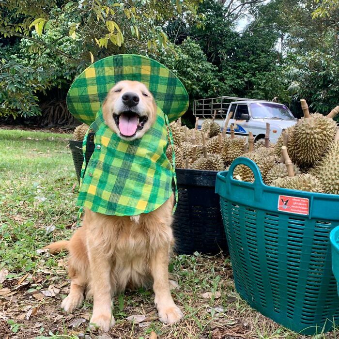 Golden Retriever Named Jubjib Is A ‘Durian Harvester’ Who Has Been Adorably Posing For Family Harvest Pics Since 2014 Golden Retriever Named Jubjib Is A ‘Durian Harvester’ Who Has Been Adorably Posing For Family Harvest Pics Since 2014