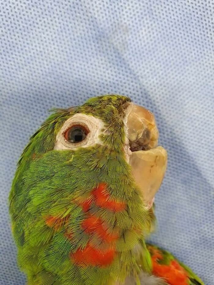 Parrot Gets A Brand New Beak After Being Rescued In A Horrible Condition