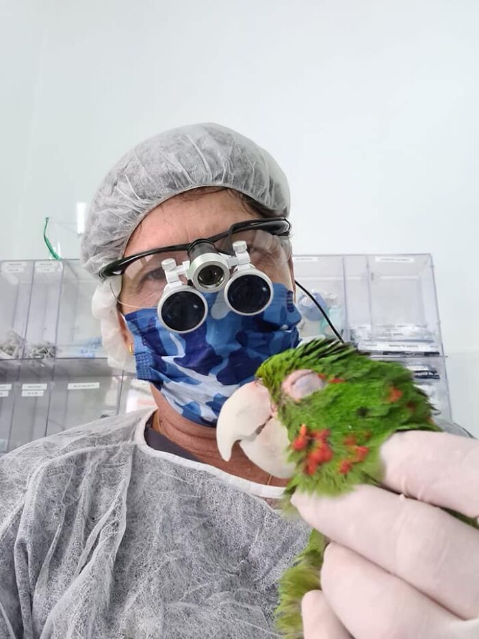 Parrot Gets A Brand New Beak After Being Rescued In A Horrible Condition