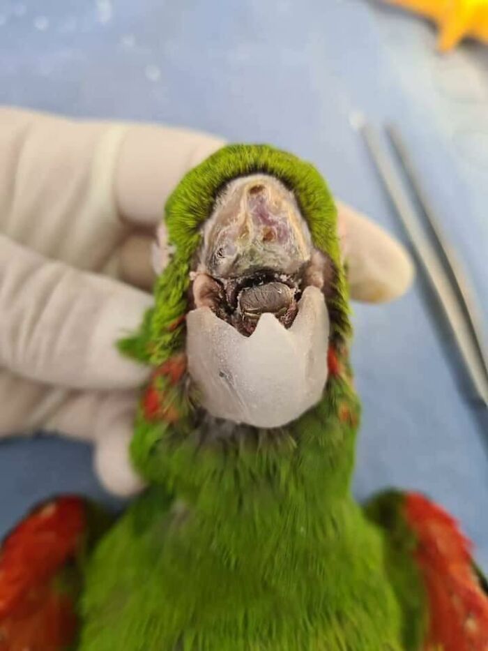 Parrot Gets A Brand New Beak After Being Rescued In A Horrible Condition