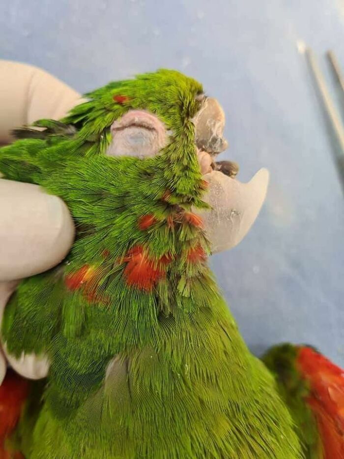Parrot Gets A Brand New Beak After Being Rescued In A Horrible Condition