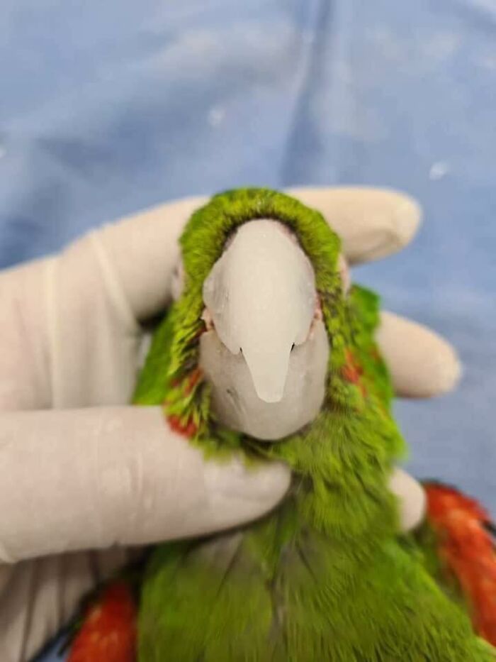 Parrot Gets A Brand New Beak After Being Rescued In A Horrible Condition