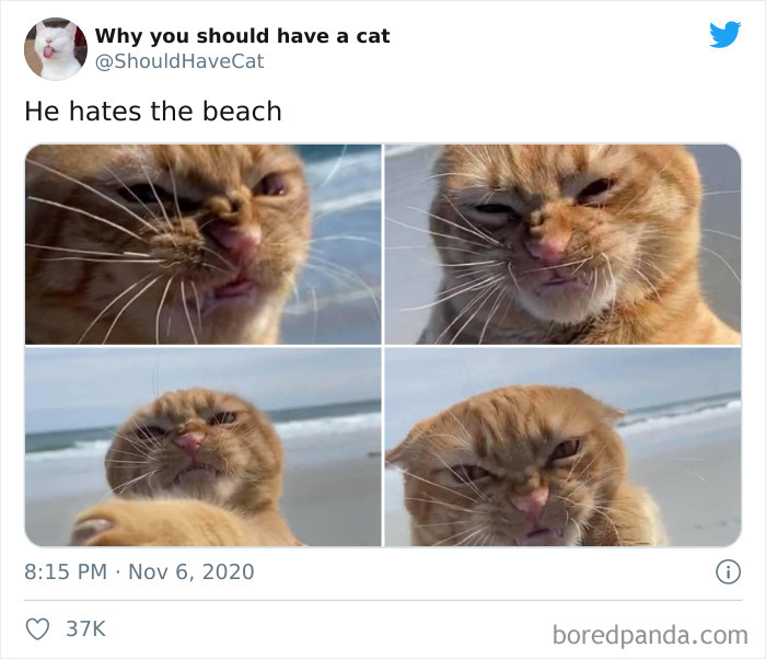 Why-You-Should-Have-Cat